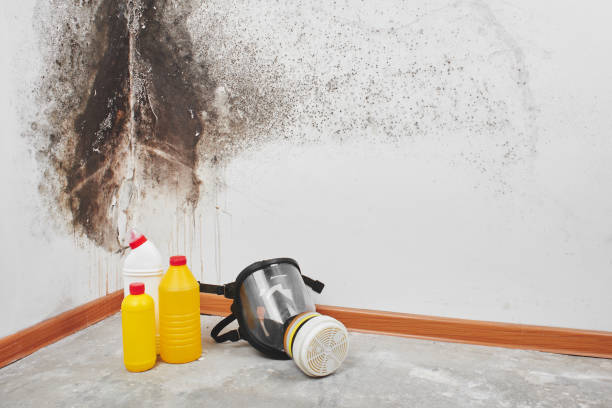 Best Attic Mold Removal  in Stearns, KY