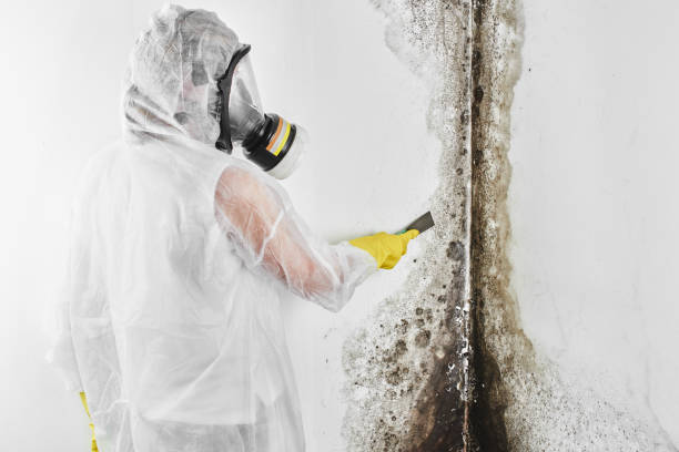 Best Same-Day Mold Removal  in Stearns, KY
