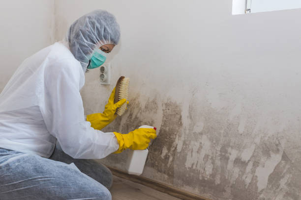 Best Certified Mold Removal  in Stearns, KY