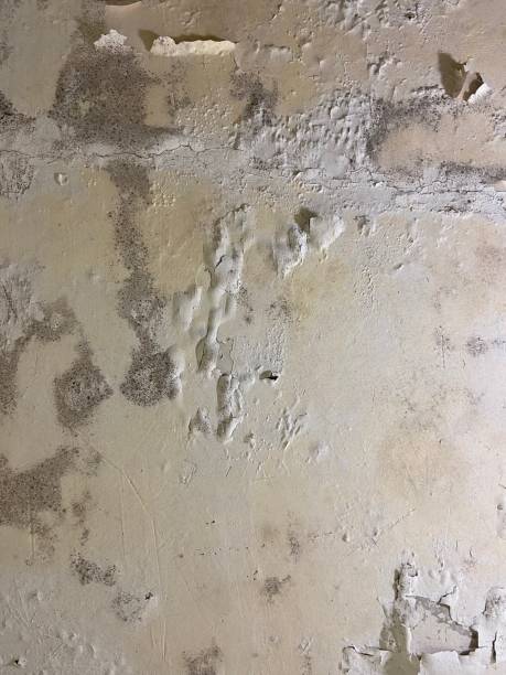 Best Mold Testing  in Stearns, KY
