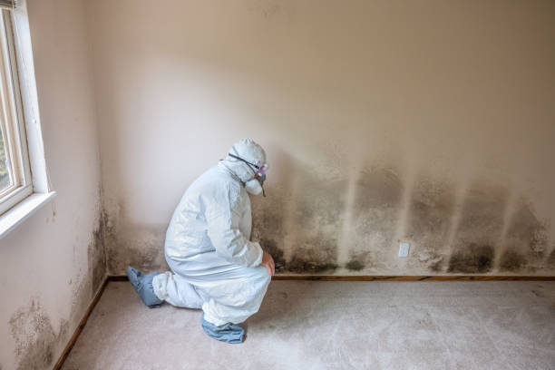 Best Office Mold Removal Services  in Stearns, KY