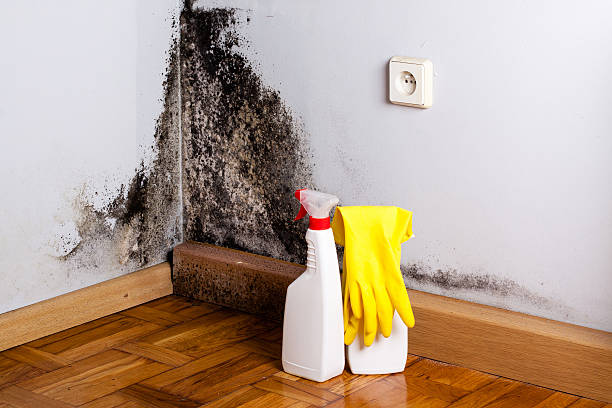 Best Local Mold Removal Service  in Stearns, KY