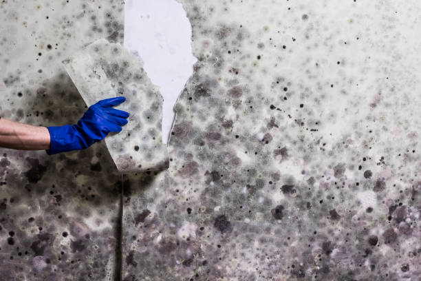 Mold Testing and Removal in Stearns, KY