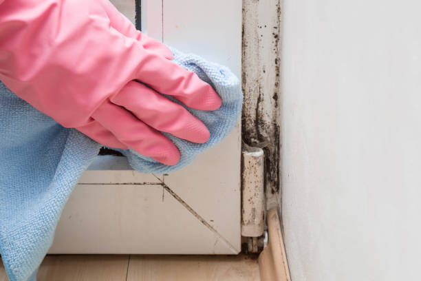 Best Mold Removal Specialists  in Stearns, KY