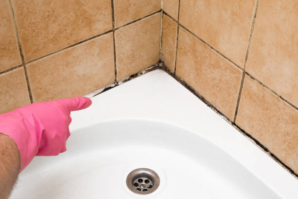 Best Mold Damage Repair  in Stearns, KY