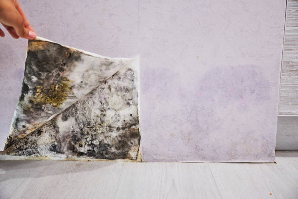 Best Home Mold Removal  in Stearns, KY